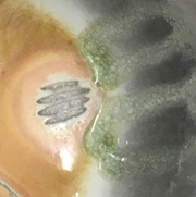 Aardvark Clay's Woodfire Porcelain